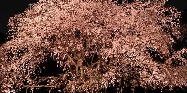 夜桜🌸