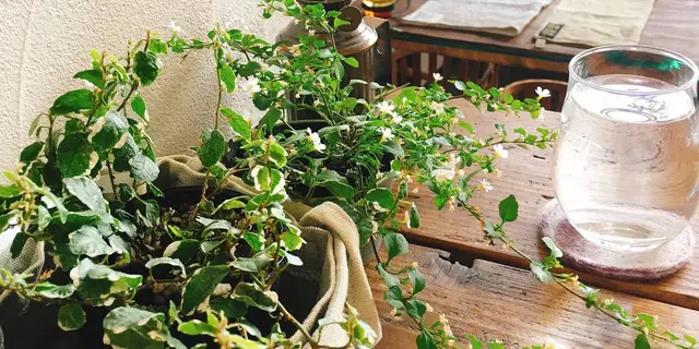 札幌のCafe巡り始めました②✨✨