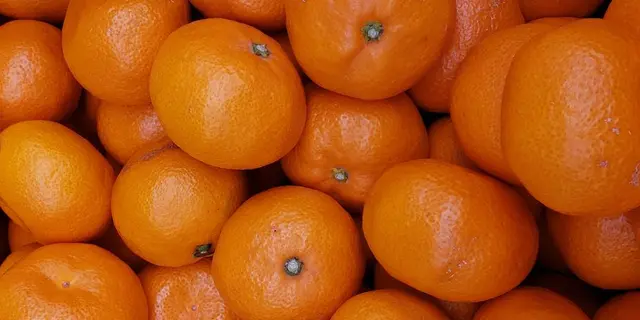 松山みかんシリーズ🍊