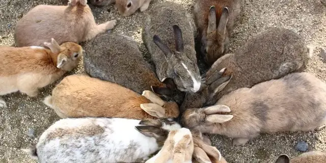 1泊2日🐰うさぎ島と尾道旅