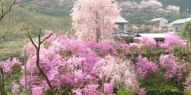 冬の桜を観に行こう！