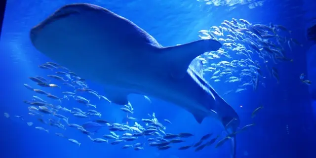 海遊館でドライブデート