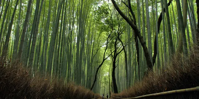 京都嵐山〜竹林を満喫〜