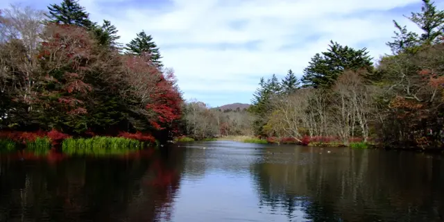 癒しのカモ池🦆