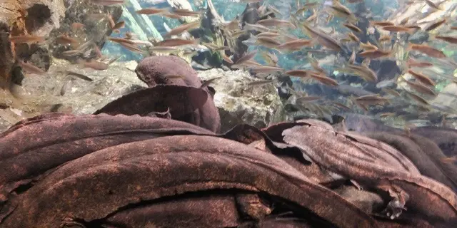 京都水族館でオオサンショウウオと向き合う