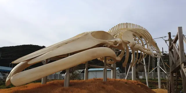 地球史上最大級の生物／シロナガスクジラを求めて