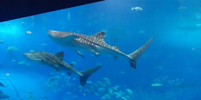 美ら海水族館と瀬底島、そして軽食 木曜館