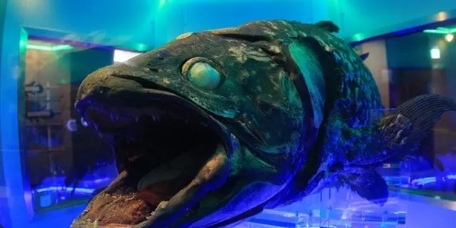 沼津でお魚だらけのおでかけ