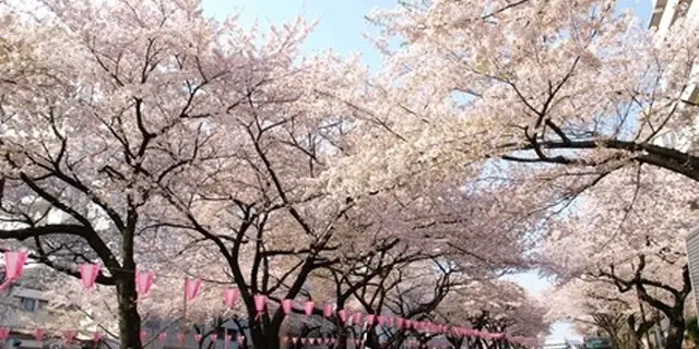 週末の播磨坂ランチ