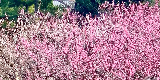 3月　京都へ梅を見に