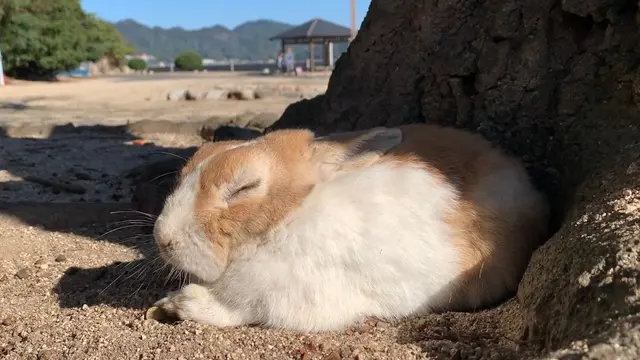 【広島県】観光列車で大久野島へ!一人キャンプを楽しむ1泊2日旅