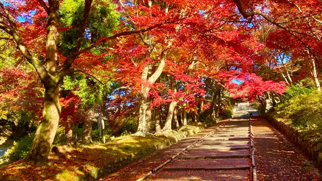 【京都】紅葉をめぐる旅 。2020ver