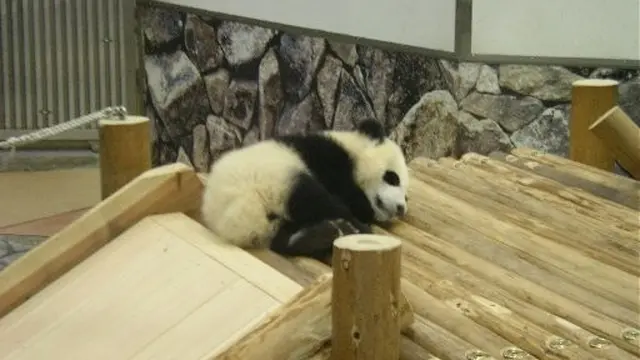 アドベンチャーワールドでパンダダッシュ!