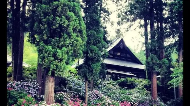 【梅雨の山梨】お寺に2万本の紫陽花【富士川町】