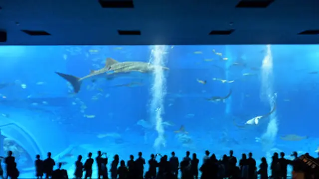 見て、食べて、くつろぐ!沖縄本島北部をドライブ♪