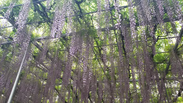 日帰りちょっと旅🌷栃木足利と佐野