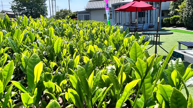 お茶についてのAtoZ✨茶畑から食卓まで🌱お茶好きの、お茶好きのための、お茶プラン🍵