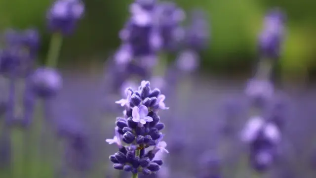 1泊2日🌿富良野〜トマム旅