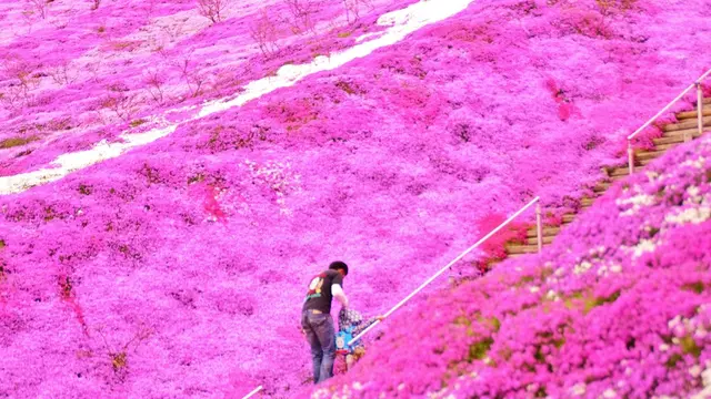 今年桜を逃した方、もしくは満足できなかった方へ!!来年にオススメの場所です!
