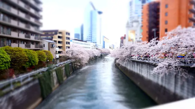 目黒川、桜の季節