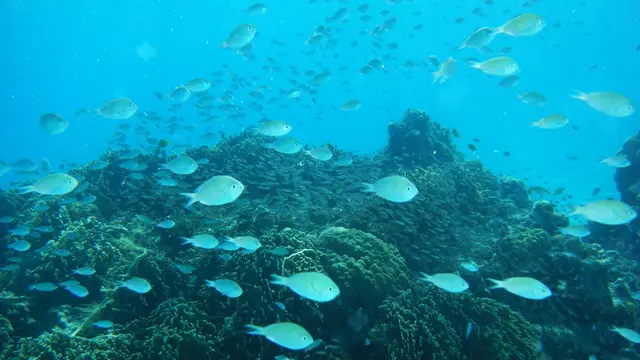 美ら島記録　座間味島・阿嘉島編
