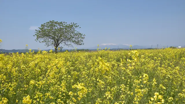 春の宮城ツアー