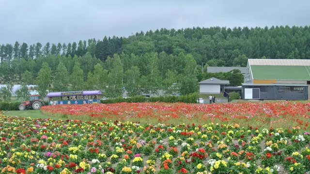 *半日でまわれる、花咲く富良野のドライブコース*