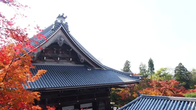 世界観光都市ランキング1位!秋の京都で本気で紅葉狩りしてみました!写真から感じてください♪