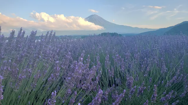 日帰り🗻山梨🍇ドライブ🚗💨