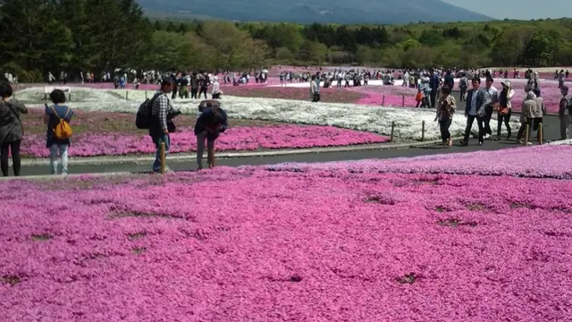 JR東日本 世界遺産富士山フリー切符で行く 雪被りの富士山と芝桜旅
