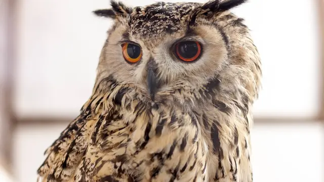 たくさんのフクロウ・ミミズクに会いに行くドライブ