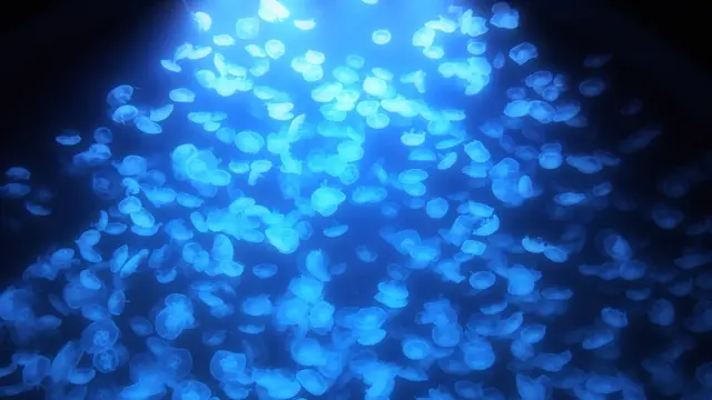 世界一のクラゲに魅了される旅
