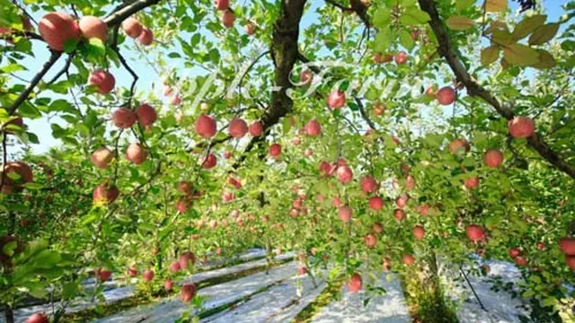 秋の行楽、りんご狩り!栃木県 矢板市 高原山。