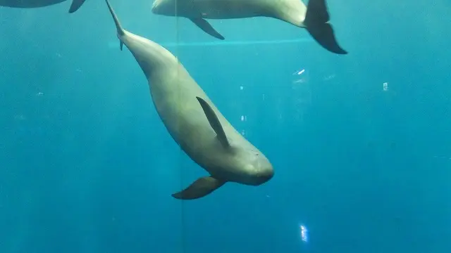鳥羽周辺で水族館とか廃校とか
