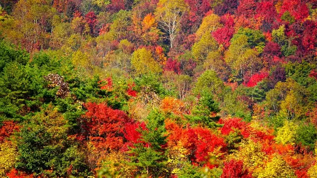紅葉の錦を観にドライブへ行こう！／福島・会津