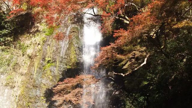 大阪 箕面市へ 紅葉を見に行こう!!