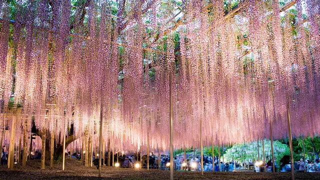GWの写真撮影なら芝桜と夜藤を満喫コース