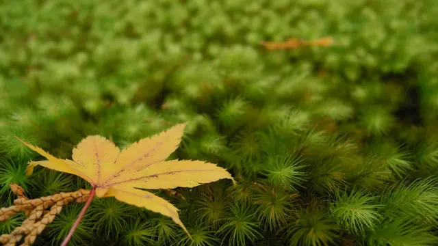 秋の紅葉、京都三千院でぶらり御朱印散歩