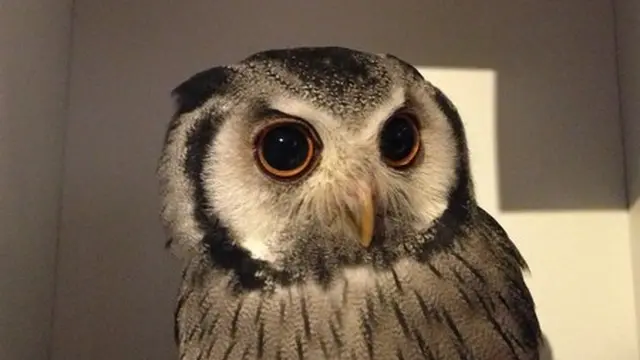 月島というともんじゃが頭に浮かびますが、実はフクロウとふれあえたり撮影できるお店があるのです