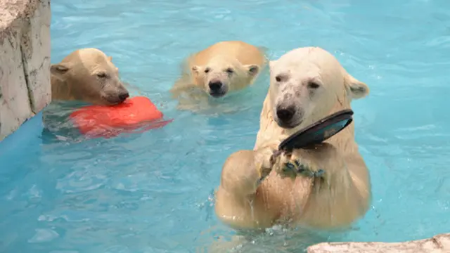 野生動物にも会えるかも！？円山動物園と円山公園をお散歩しよう
