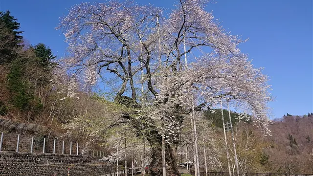荘川桜ガイド