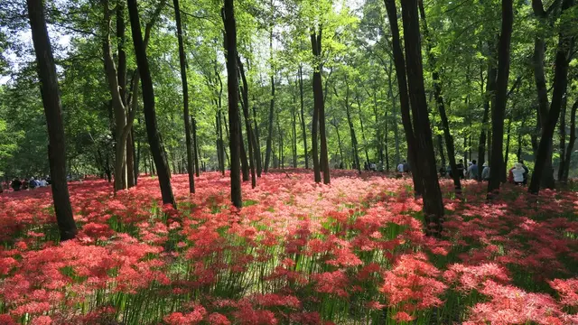 巾着田で曼珠沙華を撮ろう