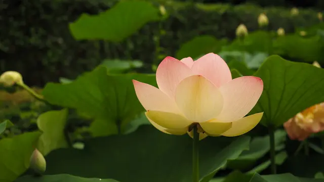 ［二宮町～中井町］花が豊かな このエリア、旅の最後は中井町で足湯カフェ♪