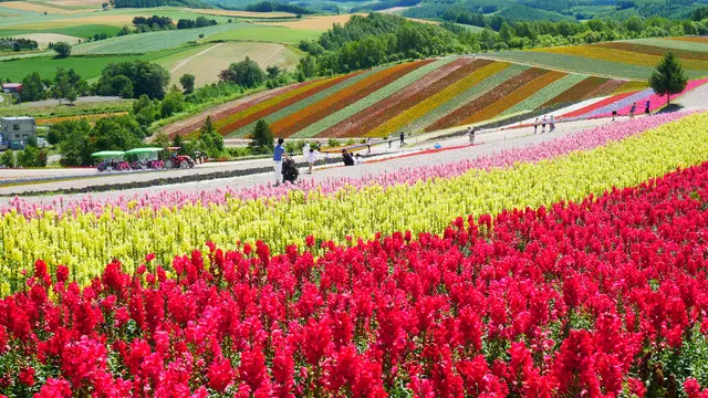 北海道　富良野、美瑛の花と絶景を楽しむ旅