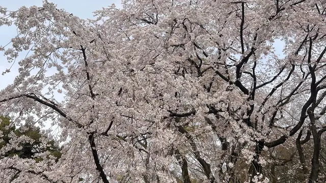六義園の枝垂れ桜を見に行こう!