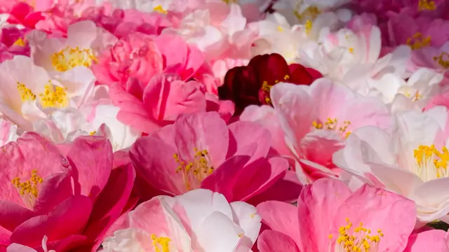 お花見2023🌸京都鹿ヶ谷通りをゆるゆる散歩。
