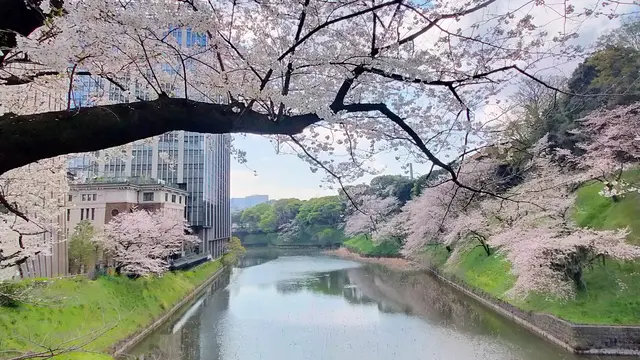 千鳥ケ淵お花見とローストビーフランチ