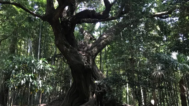 らんまんロケ地