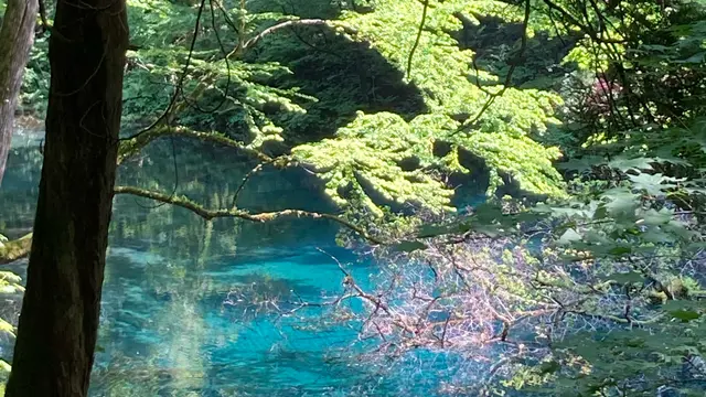2023年世界遺産白神山地の旅