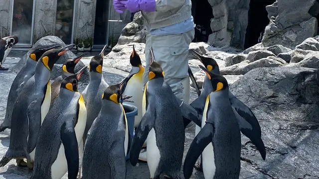 北海道　札幌発！旭川、富良野方面へドライブ